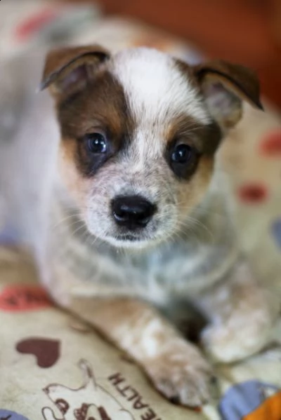australian cattle dog  cuccioli meravigliosi | Foto 2