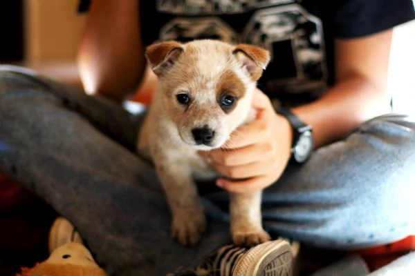 australian cattle dog  cuccioli meravigliosi | Foto 1