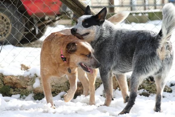 australian cattle dog  cuccioli meravigliosi | Foto 0