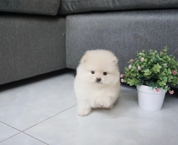 regalo  volpino pomerania mini toy