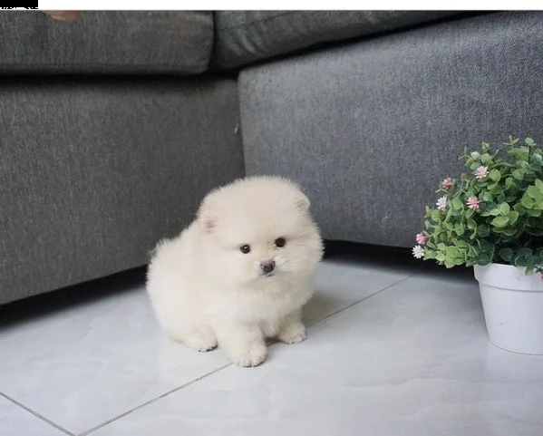 regalo  volpino pomerania mini toy | Foto 0