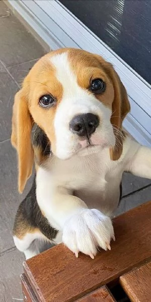  regalo cuccioli di beagle cuccioli di beagle , ancora disponibili un maschio e una femmina . i cucc
