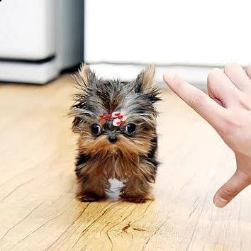 cucciolo yorkshire terrier 