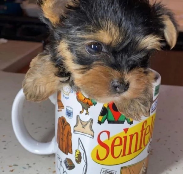 vendita cucciolo yorkshire terrier 