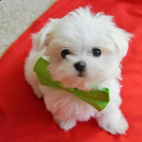 cuccioli di maltese taglia piccola