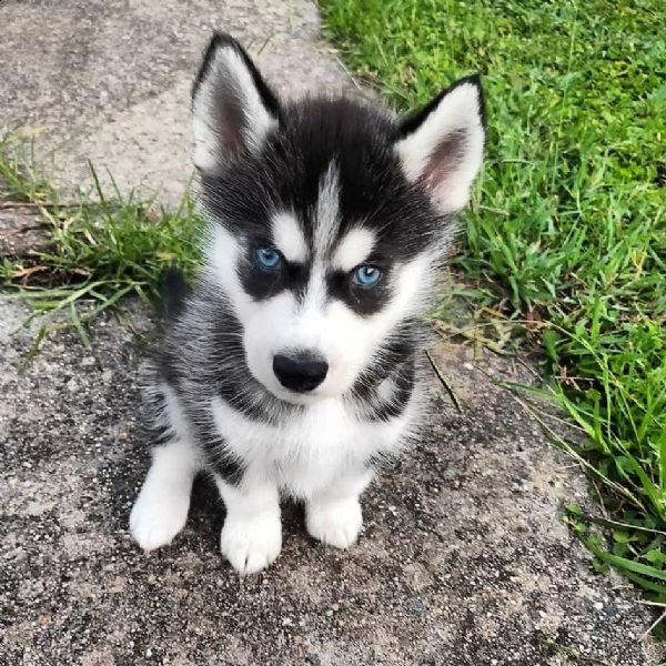 jack incrocio husky un anno e mezzo