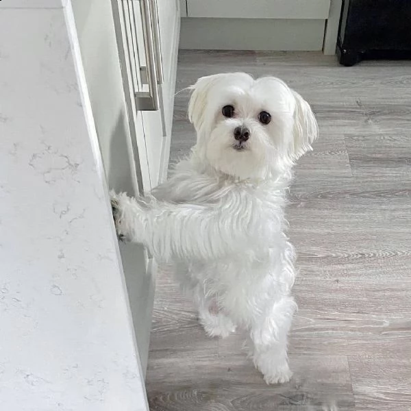 cuccioli maltesi eccezionali e straordinariamente adorabili