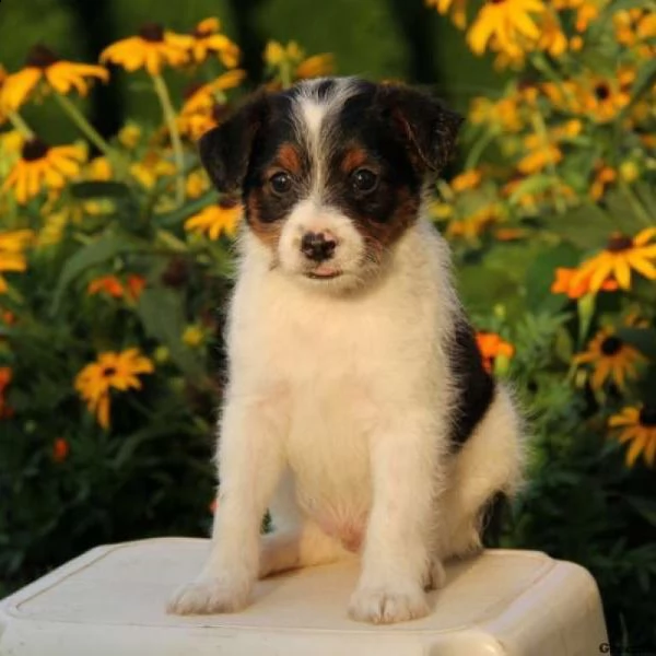 cuccioli di fox terrier maschio e femmina allevati in casa felici e sicuri 