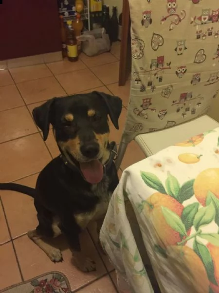 2 cuccioloni  | Foto 0