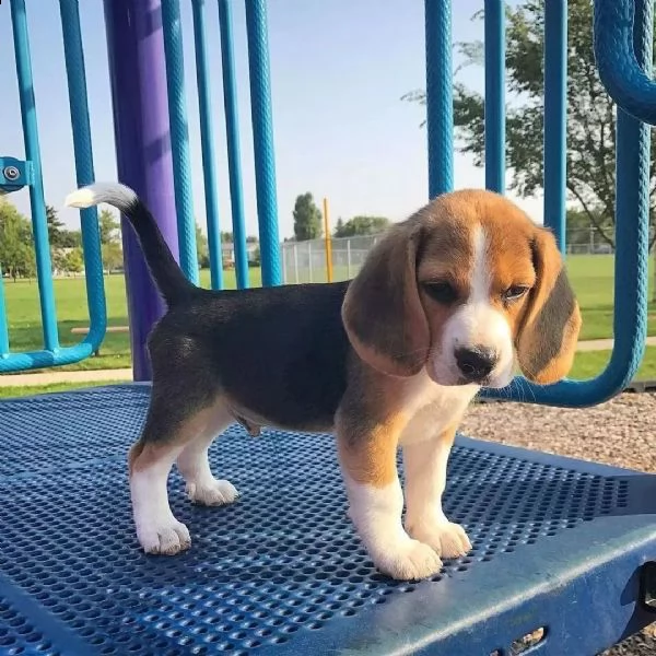 regalo beagle cuccioli meravigliosi  