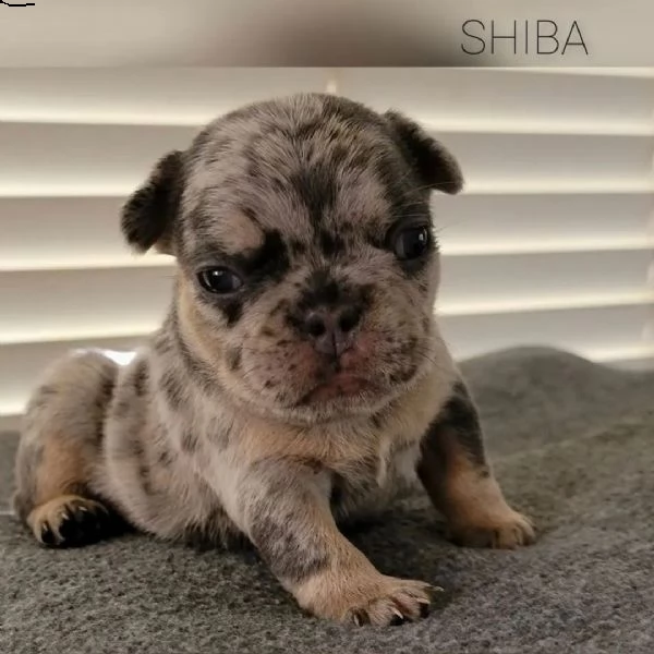 cuccioli di bulldog francese per ladozione