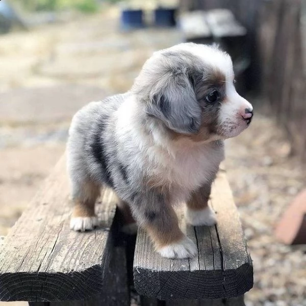 regalo adorabili cuccioli pastore australiano femminucce e maschietti