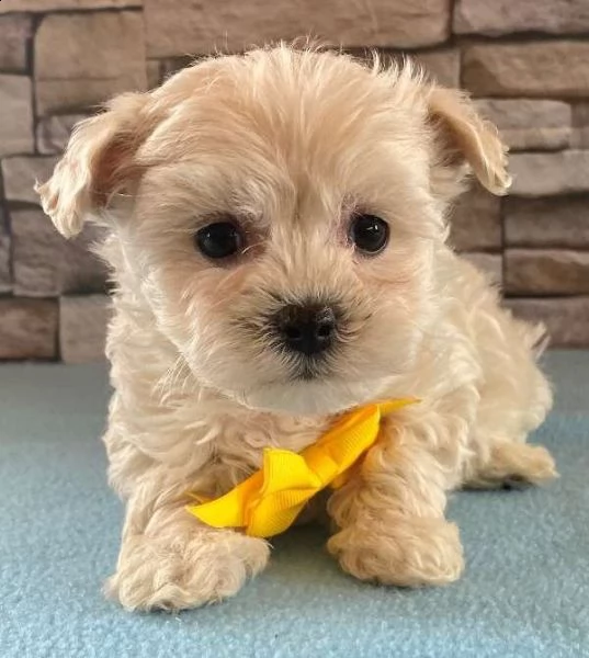 regalo maltipoo cuccioli meravigliosi  