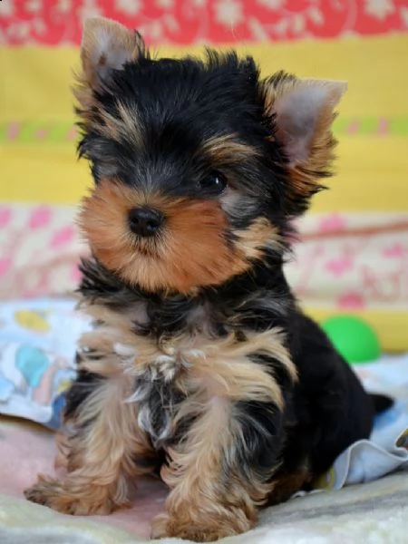 regalo yorkshire cuccioli meravigliosi  