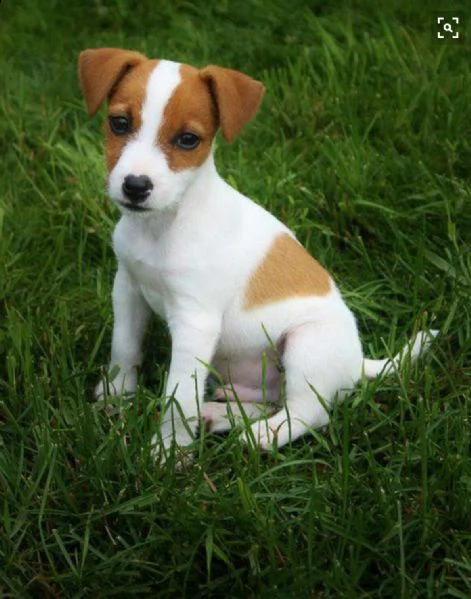 regalo jack russel cuccioli meravigliosi  