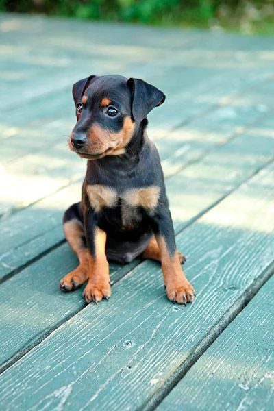 regalo cuccioli di pinscher | Foto 0