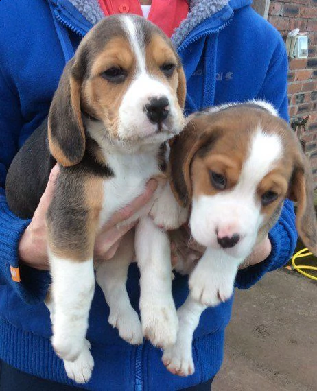 vendo cuccioli di beagle ben addestrati