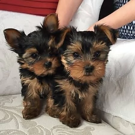 vendo adorabili cuccioli di yorkie