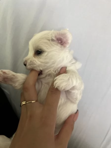 cuccioli maltese