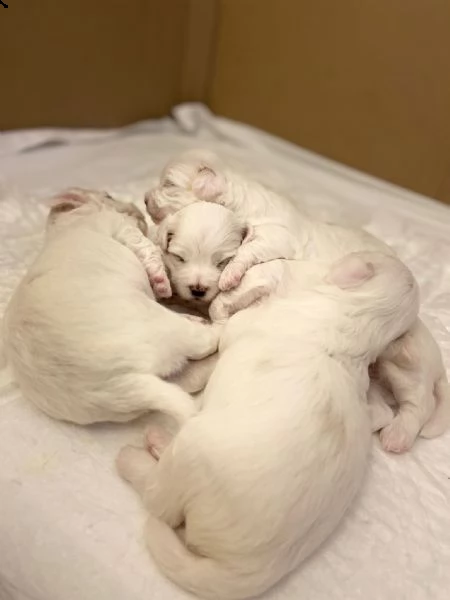cuccioli maltese | Foto 1
