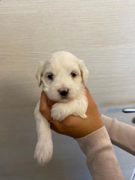 cuccioli maltese | Foto 0