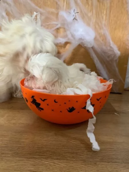 splendida cuccioli maltese | Foto 6