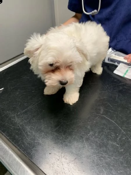 splendida cuccioli maltese | Foto 3