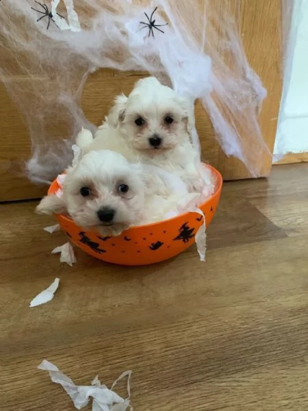 splendida cuccioli maltese | Foto 2