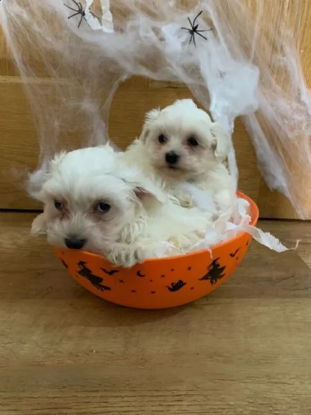 splendida cuccioli maltese