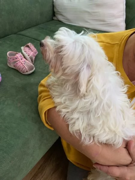 splendida cuccioli maltese | Foto 0