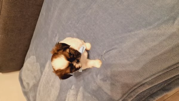 cucciolo shih-tzu 