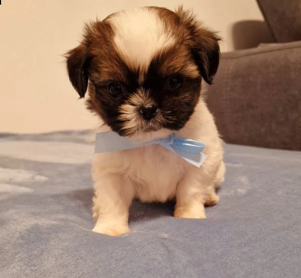 cucciolo shih-tzu  | Foto 2