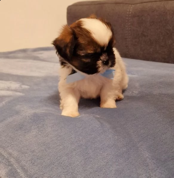 cucciolo shih-tzu  | Foto 1