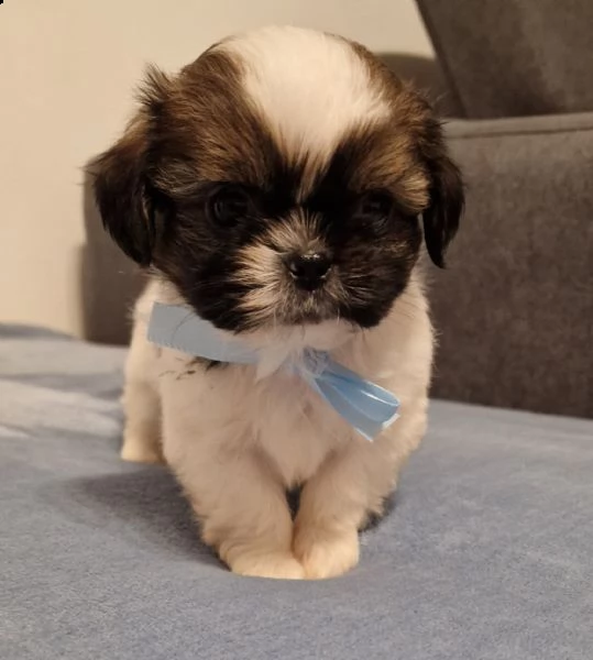 cucciolo shih-tzu  | Foto 0