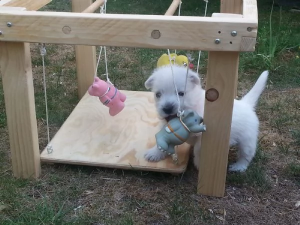 splendida cuccioli maltese | Foto 2