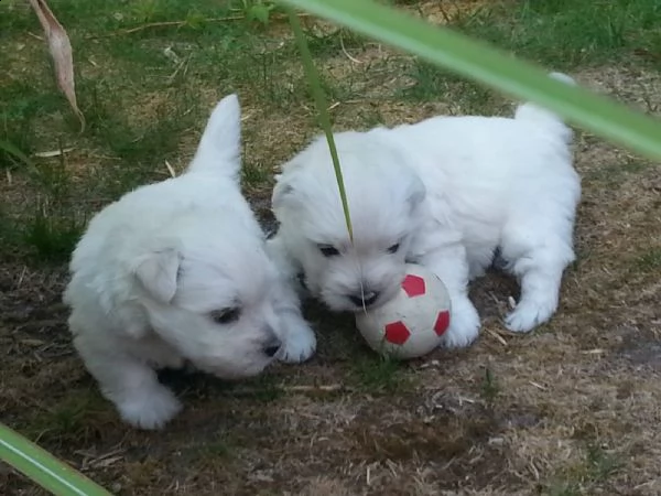splendida cuccioli maltese | Foto 0