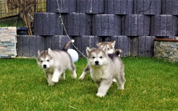 cuccioli alaskan malamute | Foto 3
