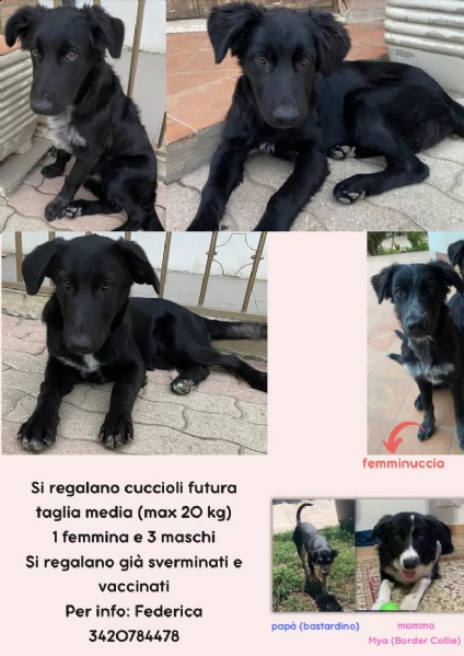 cuccioli di bastardino border collie
