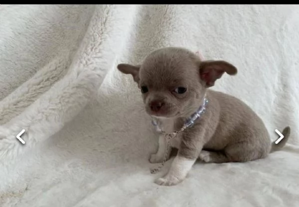regalo cuccioli di chihuahua mini toy