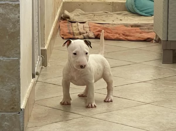 bull terrier  | Foto 0