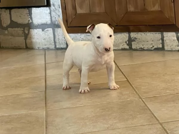 bull terrier 