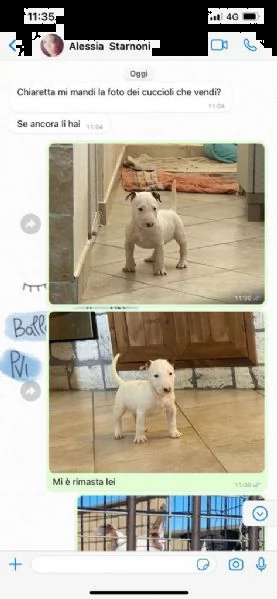 bull terrier femmina 