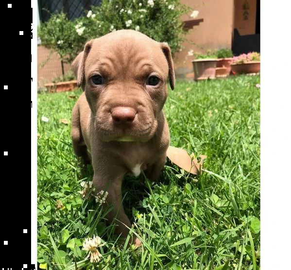 pitbull red nose