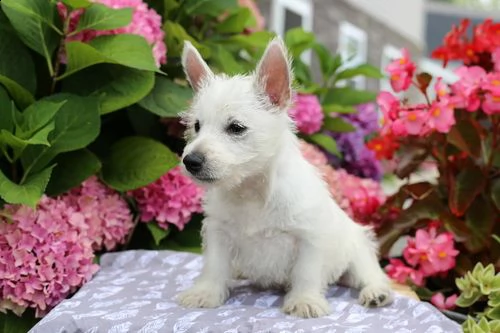 regalo adorabili cuccioli  west highland terrier bianco  femminucce e maschietti  gratuita