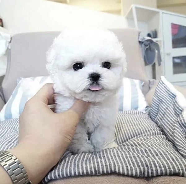 regalo  maltese mini toy | Foto 0