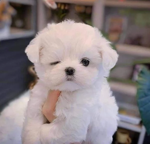 regalo  maltese mini toy
