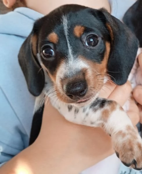 cuccioli bassotto piebald.