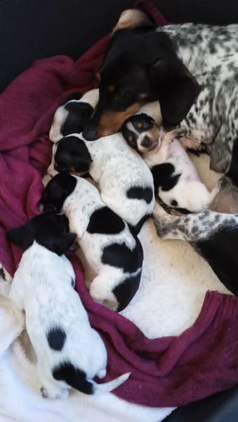 cuccioli bassotto piebald. | Foto 3