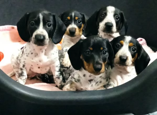 cuccioli bassotto piebald. | Foto 2
