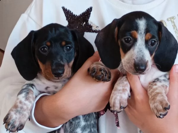 cuccioli bassotto piebald. | Foto 1